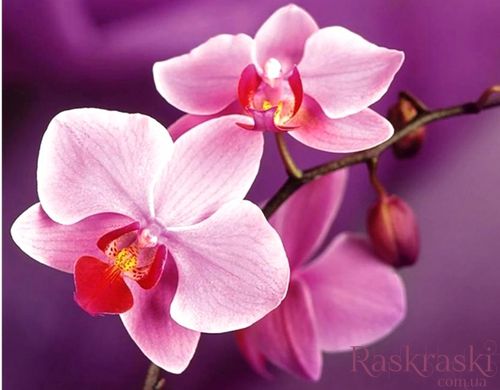Алмазная вышивка Нежные орхидеи My Art (MRT-TN934, На подрамнике) фото интернет-магазина Raskraski.com.ua