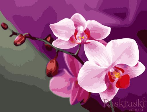 Картина по номерам Розовые орхидеи (KH1081) Идейка фото интернет-магазина Raskraski.com.ua
