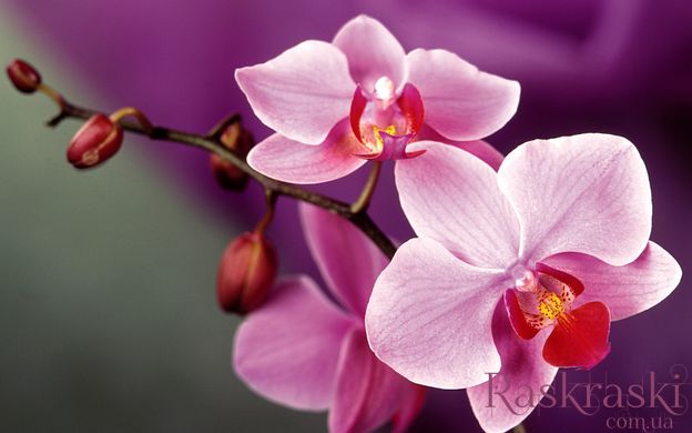 Картина за номерами Рожеві орхідеї (KH1081) Идейка фото інтернет-магазину Raskraski.com.ua