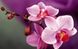 Картина по номерам Розовые орхидеи (KH1081) Идейка — фото комплектации набора