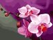 Картина за номерами Рожеві орхідеї (KH1081) Идейка — фото комплектації набору