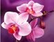 Алмазная вышивка Нежные орхидеи My Art (MRT-TN934, На подрамнике) — фото комплектации набора