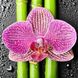 Картина алмазная вышивка Орхидея My Art (MRT-TN976, На подрамнике) — фото комплектации набора