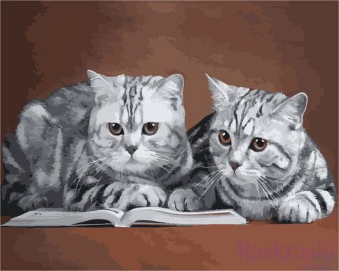 Раскраска по цифрам Серые коты (AS1025) ArtStory фото интернет-магазина Raskraski.com.ua
