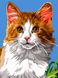 Рисунок по цифрам Домашний кот (VK238) Babylon — фото комплектации набора