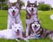 Картина по номерам Собаки на лужайке (BRM3842) — фото комплектации набора