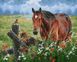 Раскраски по номерам Лошадь на лугу (BRM25107) — фото комплектации набора
