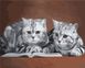 Раскраска по цифрам Серые коты (AS1025) ArtStory — фото комплектации набора