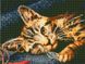Алмазная вышивка Бенгальский кот Rainbow Art (EJ1222, На подрамнике) — фото комплектации набора