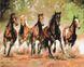Картина по номерам Табун лошадей (BSM-B8288) — фото комплектации набора