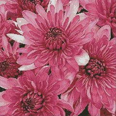 Мозаика алмазная Розовые хризантемы (50 х 50 см) Dream Art (DA-31868, Без подрамника) фото интернет-магазина Raskraski.com.ua