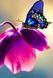 Алмазная вышивка Бабочка на цветке My Art (MRT-TN044, На подрамнике) — фото комплектации набора