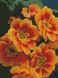 Картина из страз Примула оранжевая Идейка (AM6103, На подрамнике) — фото комплектации набора