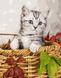 Картина по номерам Котёнок в корзине (BRM26366) — фото комплектации набора