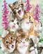 Рисование по номерам Милые котята (BRM33432) — фото комплектации набора