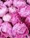 Розмальовка по номерах Краса рожевих півоній (MR-Q2284) Mariposa — фото комплектації набору