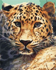 Раскраски по номерам Портрет леопарда (BSM-B51736) фото интернет-магазина Raskraski.com.ua