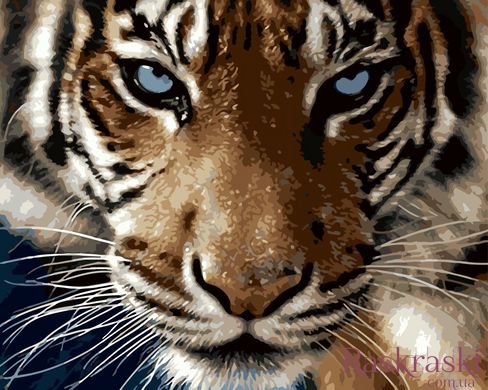 Картина за номерами Погляд тигра (BRM8767) фото інтернет-магазину Raskraski.com.ua