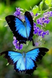 Алмазная вышивка Взмах крыльев бабочки My Art (MRT-TN046, На подрамнике) — фото комплектации набора