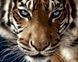 Картина за номерами Погляд тигра (BRM8767) — фото комплектації набору