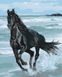 Малювання по номерам Чорний кінь (BS29330) (Без коробки)