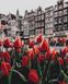 Картина за номерами Тюльпани Амстердаму (BSM-B34169) — фото комплектації набору
