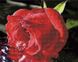 Алмазні картини-розмальовки Червона троянда (GZS1074) Rainbow Art (Без коробки) — фото комплектації набору