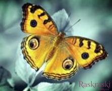 Картина з мозаїки Жовтий метелик (ME20706) Диамантовые ручки (GU_178216) фото інтернет-магазину Raskraski.com.ua