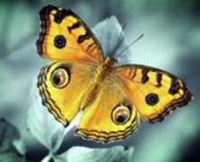 Картина з мозаїки Жовтий метелик (ME20706) Диамантовые ручки (GU_178216) фото інтернет-магазину Raskraski.com.ua