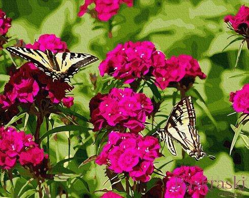 Картина по номерам Бабочки на цветах (BRM34272) фото интернет-магазина Raskraski.com.ua