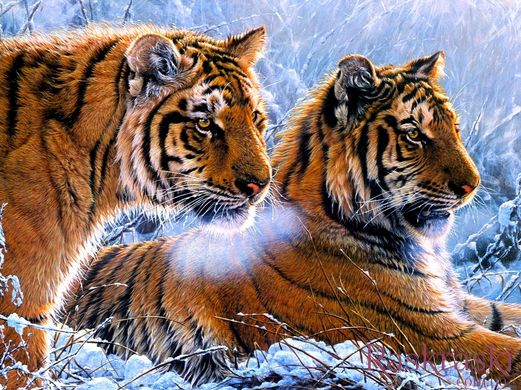 Картина из страз Тигры в зимнем лесу My Art (MRT-TN939, На подрамнике) фото интернет-магазина Raskraski.com.ua