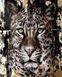 Раскраска для взрослых Золотой леопард (золотые краски) (BJX1108) — фото комплектации набора