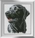 Набор алмазная мозаика Счастливый пёс Dream Art (DA-31248, Без подрамника) — фото комплектации набора