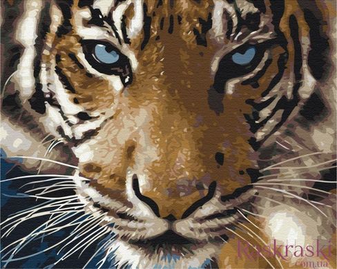 Картина раскраска Взгляд тигра (BS8767) (Без коробки)