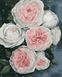 Картина по номерам Бутоны пышных роз (BRM40586) — фото комплектации набора