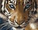 Картина Розмальовка Погляд тигра (BS8767) (Без коробки)
