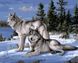 Картина за номерами Вовки на снігу (VP236) Babylon — фото комплектації набору