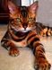 Набір алмазна вишивка Бенгальський кіт My Art (MRT-TN1125) — фото комплектації набору