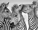 Картина по номерам Три зебры (AS1017) ArtStory — фото комплектации набора