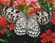 Алмазная вышивка Бабочка на цветах Брашми (GF3482, На подрамнике) — фото комплектации набора