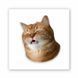 3D-стикер Funny Cat