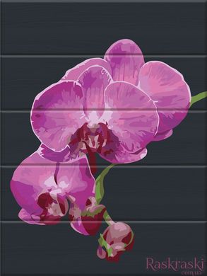 Картина по номерам Бархатная орхидея (ASW172) ArtStory фото интернет-магазина Raskraski.com.ua