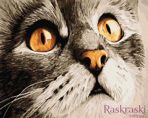 Картина по номерам Взгляд кота Сирка (BRM23782) фото интернет-магазина Raskraski.com.ua