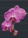 Живопис по номерам Оксамитова орхідея (ASW172) ArtStory — фото комплектації набору