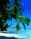 Картина за номерами Тропічний пляж (BRM39436) — фото комплектації набору