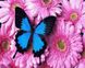 Картина за номерами Метелик на хризантемах (BRM34056) — фото комплектації набору