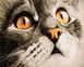 Картина за номерами Погляд котика Сірка (BRM23782) — фото комплектації набору