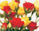 Раскраска по номерам Жёлто-красные розы (AS0851) ArtStory — фото комплектации набора
