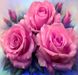 Картина алмазна вишивка Ніжні трояндочки My Art (MRT-TN310) — фото комплектації набору