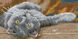 Алмазная вышивка Дымчатый кот 2 . (15 х 30 см) Dream Art (DA-31647, Без подрамника) — фото комплектации набора